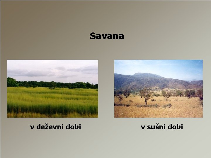 Savana v deževni dobi v sušni dobi 