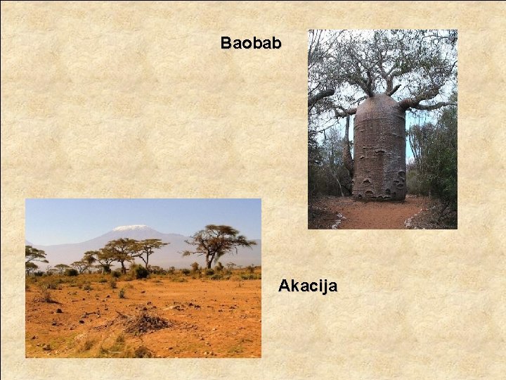 Baobab Akacija 