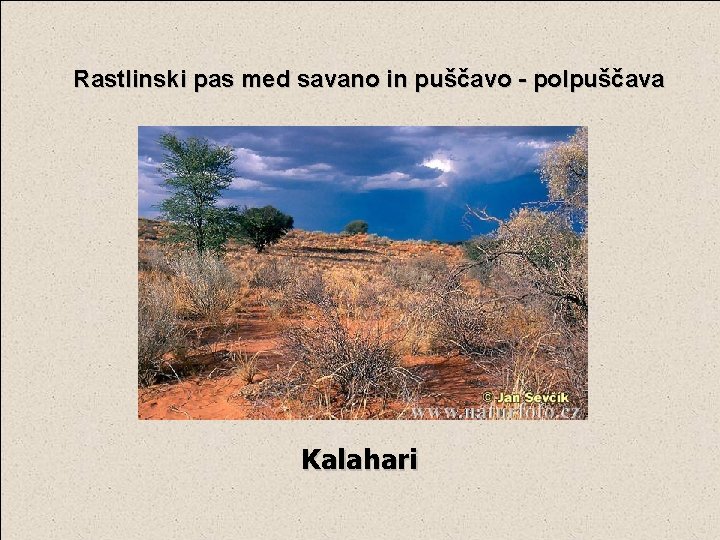 Rastlinski pas med savano in puščavo - polpuščava Kalahari 