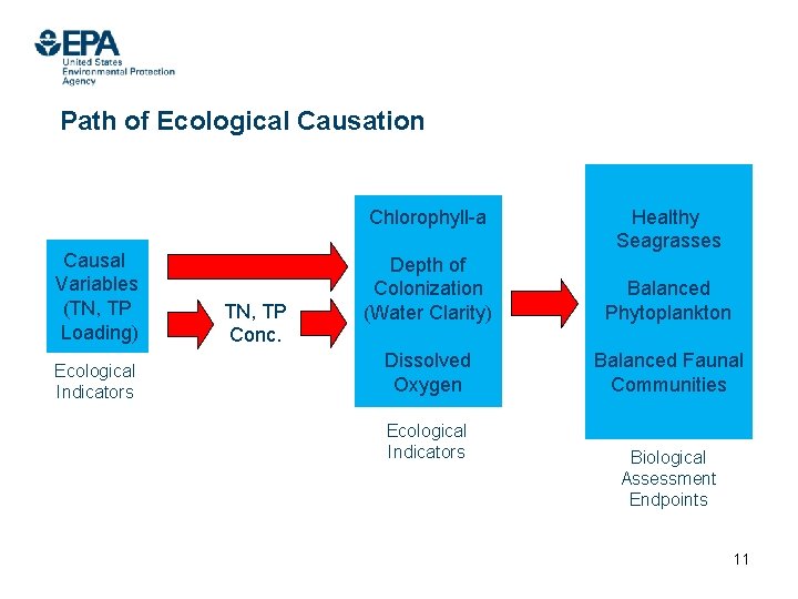 Path of Ecological Causation Chlorophyll-a Causal Variables (TN, TP Loading) Ecological Indicators TN, TP