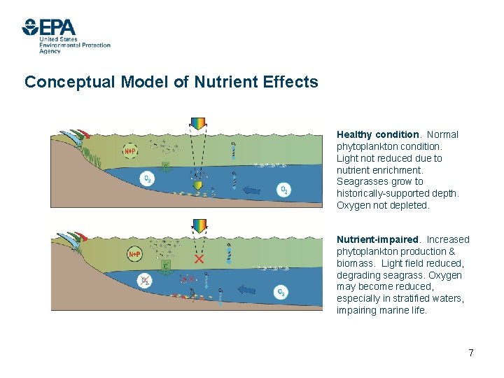 Conceptual Model of Nutrient Effects Healthy condition. Normal phytoplankton condition. Light not reduced due