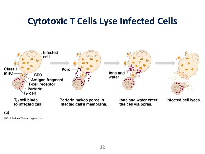 Cytotoxic T Cells Lyse Infected Cells 12 