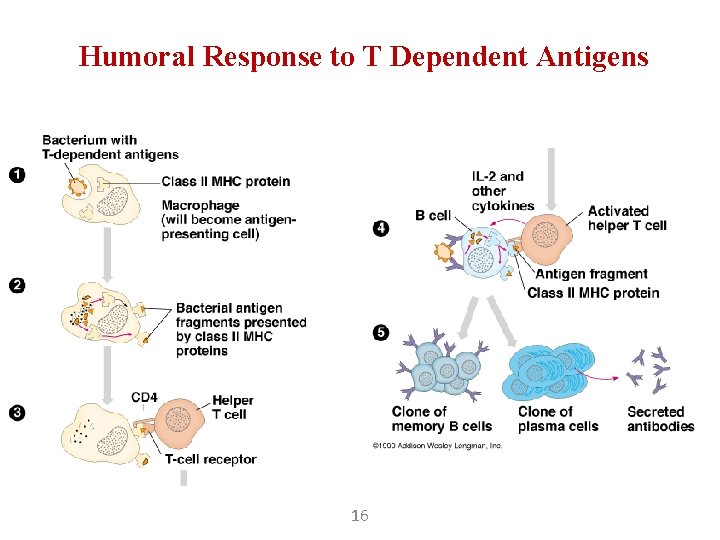 Humoral Response to T Dependent Antigens 16 