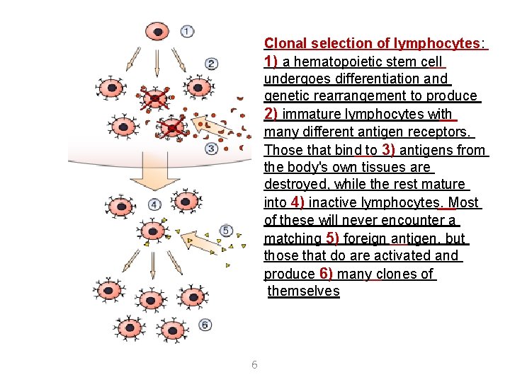 Clonal selection of lymphocytes: 1) a hematopoietic stem cell undergoes differentiation and genetic rearrangement