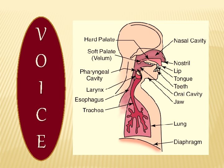 V O I C E 