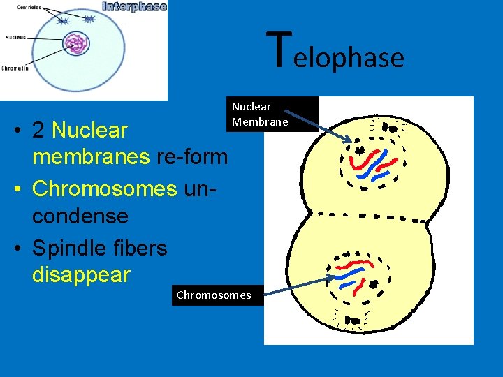 Telophase • 2 Nuclear membranes re-form • Chromosomes uncondense • Spindle fibers disappear Nuclear Telophase • 2 Nuclear membranes re-form • Chromosomes uncondense • Spindle fibers disappear Nuclear