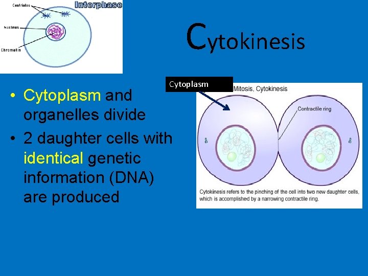 Cytokinesis Cytoplasm • Cytoplasm and organelles divide • 2 daughter cells with identical genetic Cytokinesis Cytoplasm • Cytoplasm and organelles divide • 2 daughter cells with identical genetic