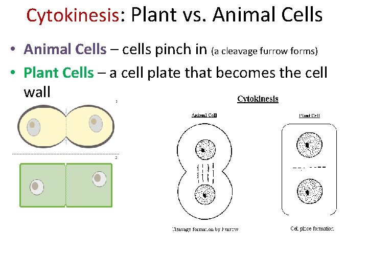 Cytokinesis: Plant vs. Animal Cells • Animal Cells – cells pinch in (a cleavage Cytokinesis: Plant vs. Animal Cells • Animal Cells – cells pinch in (a cleavage