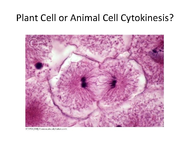Plant Cell or Animal Cell Cytokinesis? Plant Cell or Animal Cell Cytokinesis?