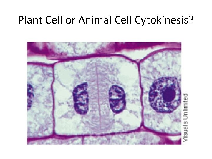 Plant Cell or Animal Cell Cytokinesis? Plant Cell or Animal Cell Cytokinesis?