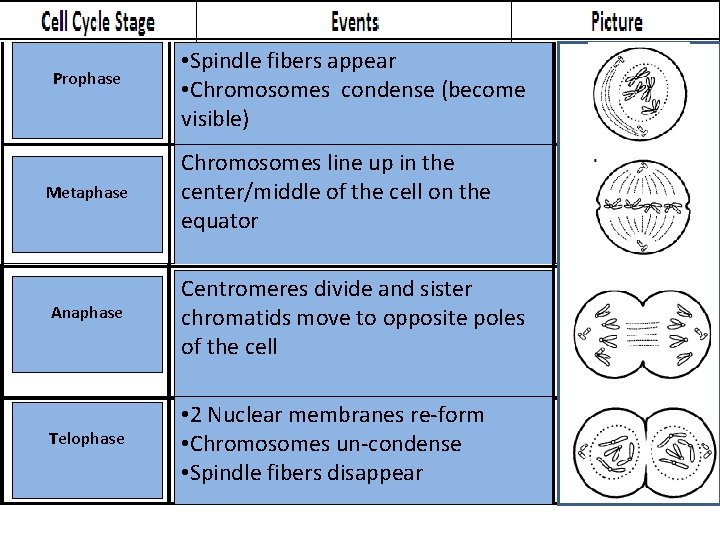 Prophase • Spindle fibers appear • Chromosomes condense (become visible) Metaphase Chromosomes line up Prophase • Spindle fibers appear • Chromosomes condense (become visible) Metaphase Chromosomes line up
