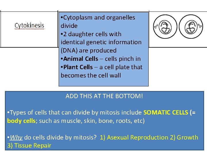 • Cytoplasm and organelles divide • 2 daughter cells with identical genetic information • Cytoplasm and organelles divide • 2 daughter cells with identical genetic information