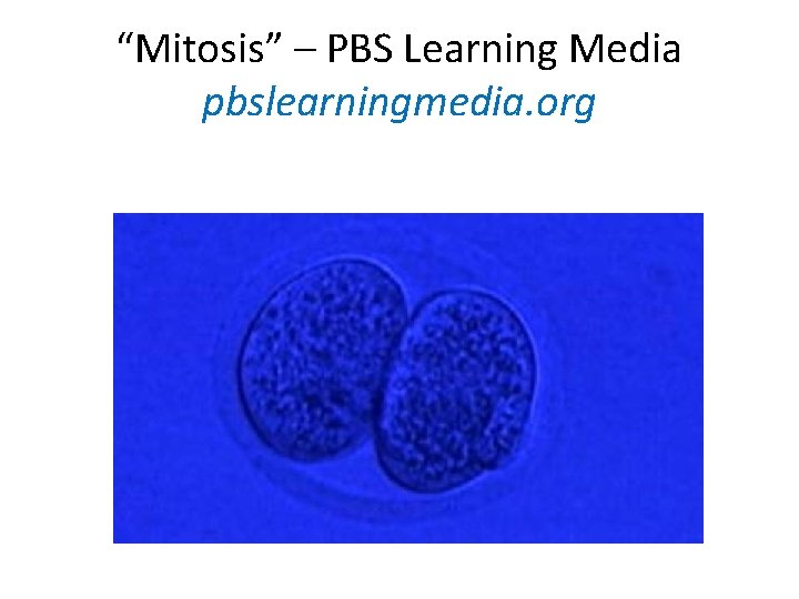 “Mitosis” – PBS Learning Media pbslearningmedia. org “Mitosis” – PBS Learning Media pbslearningmedia. org