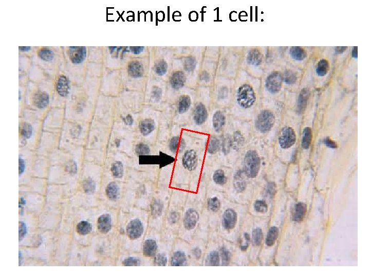 Example of 1 cell: Example of 1 cell: