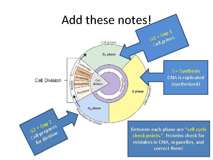 Add these notes! ap 1 G = G 1 grows Cell S = Synthesis Add these notes! ap 1 G = G 1 grows Cell S = Synthesis