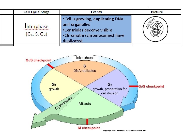 • Cell is growing, duplicating DNA and organelles • Centrioles become visible • • Cell is growing, duplicating DNA and organelles • Centrioles become visible •