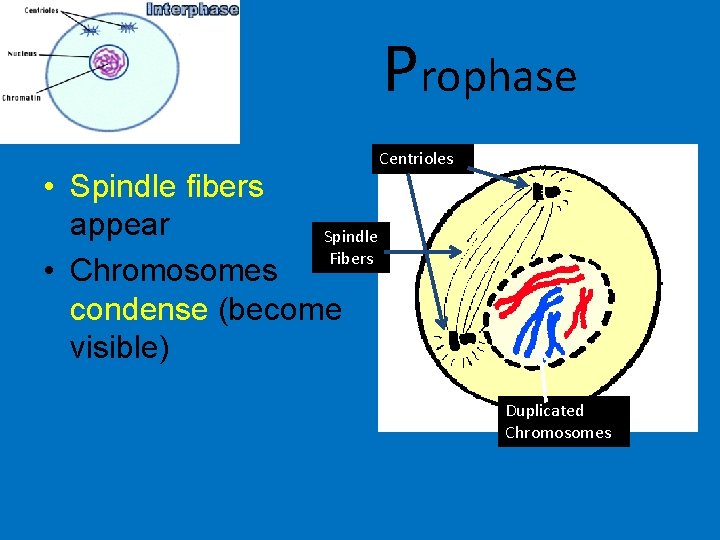 Prophase • Spindle fibers appear Spindle Fibers • Chromosomes condense (become visible) Centrioles Duplicated Prophase • Spindle fibers appear Spindle Fibers • Chromosomes condense (become visible) Centrioles Duplicated