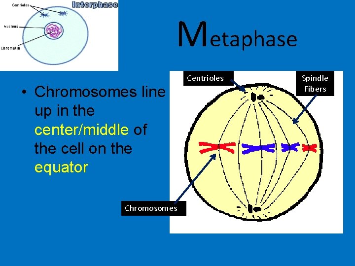 Metaphase • Chromosomes line up in the center/middle of the cell on the equator Metaphase • Chromosomes line up in the center/middle of the cell on the equator