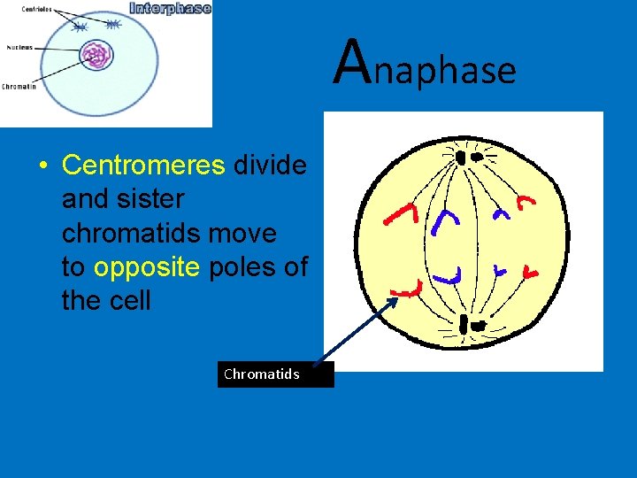 Anaphase • Centromeres divide and sister chromatids move to opposite poles of the cell Anaphase • Centromeres divide and sister chromatids move to opposite poles of the cell