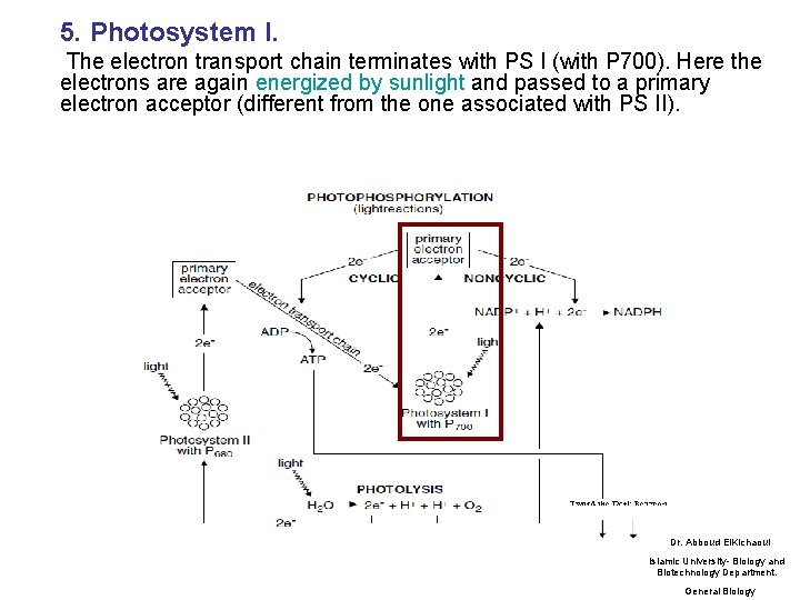 5. Photosystem I. The electron transport chain terminates with PS I (with P 700).