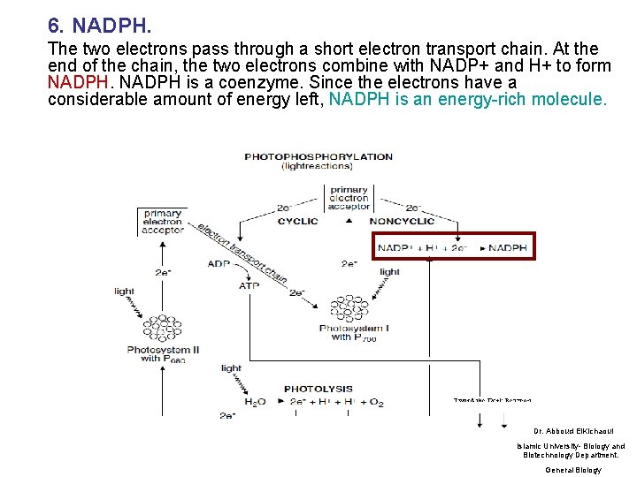 6. NADPH. The two electrons pass through a short electron transport chain. At the