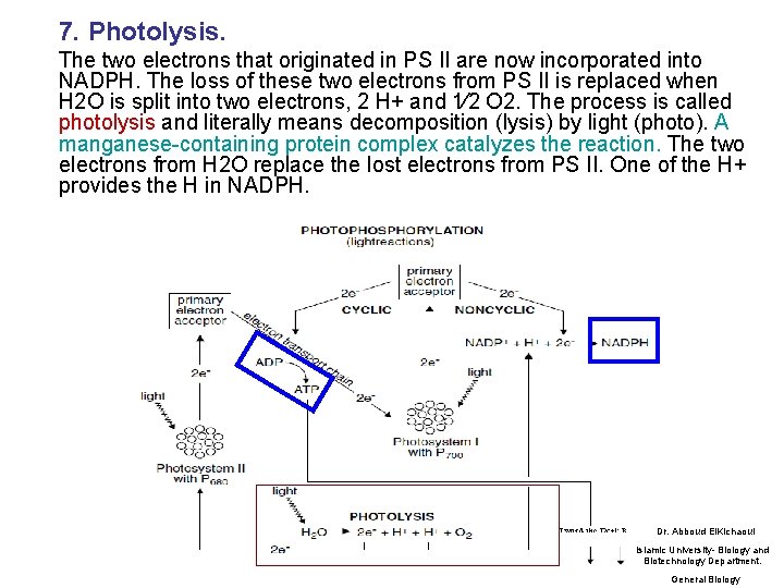 7. Photolysis. The two electrons that originated in PS II are now incorporated into