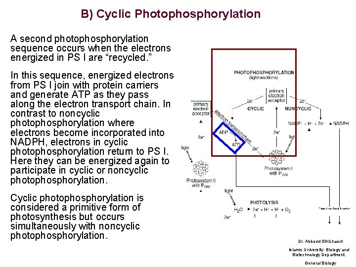 B) Cyclic Photophosphorylation A second photophosphorylation sequence occurs when the electrons energized in PS