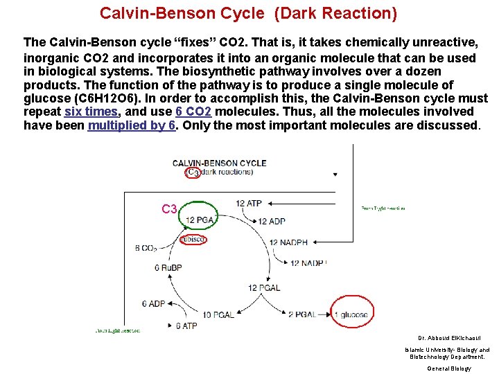 Calvin-Benson Cycle (Dark Reaction) The Calvin-Benson cycle “fixes” CO 2. That is, it takes