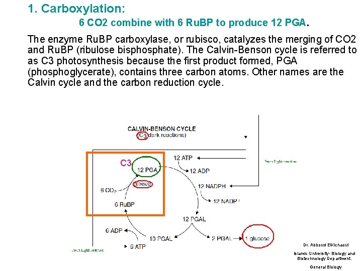 1. Carboxylation: 6 CO 2 combine with 6 Ru. BP to produce 12 PGA.