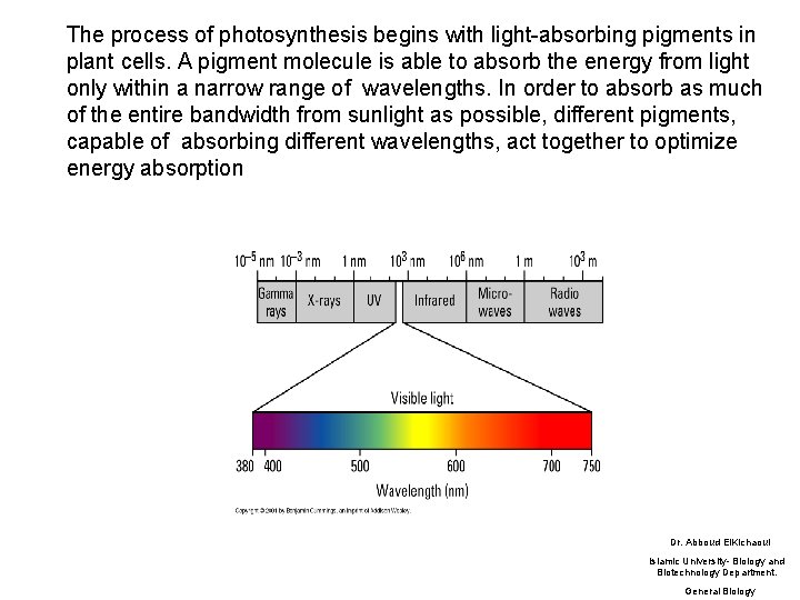 The process of photosynthesis begins with light-absorbing pigments in plant cells. A pigment molecule