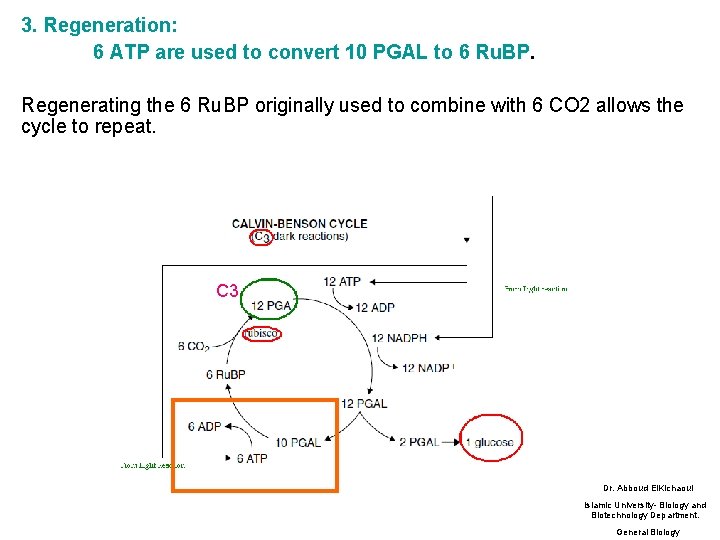 3. Regeneration: 6 ATP are used to convert 10 PGAL to 6 Ru. BP.