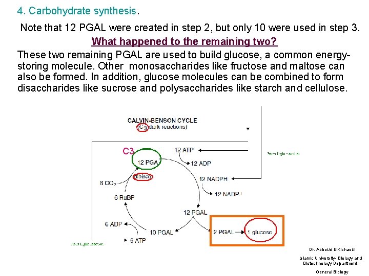 4. Carbohydrate synthesis. Note that 12 PGAL were created in step 2, but only