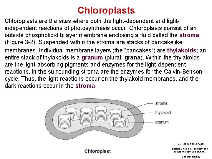 Chloroplasts are the sites where both the light-dependent and lightindependent reactions of photosynthesis occur.