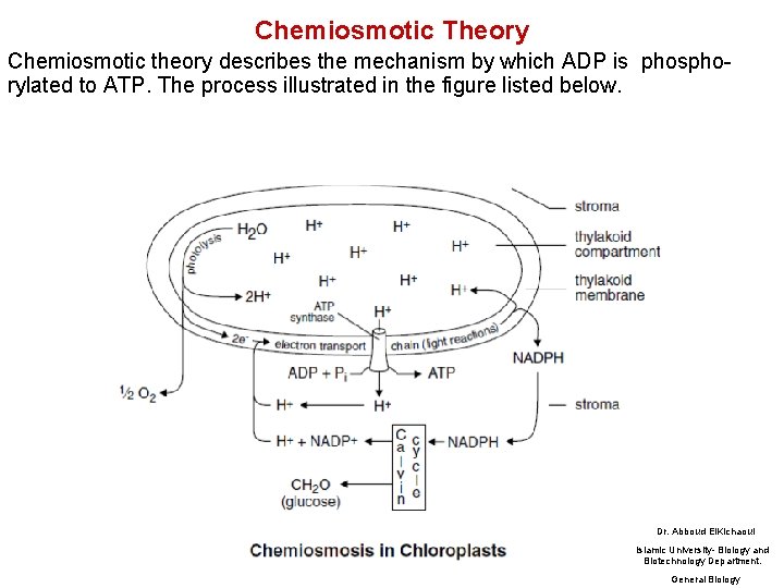 Chemiosmotic Theory Chemiosmotic theory describes the mechanism by which ADP is phosphorylated to ATP.