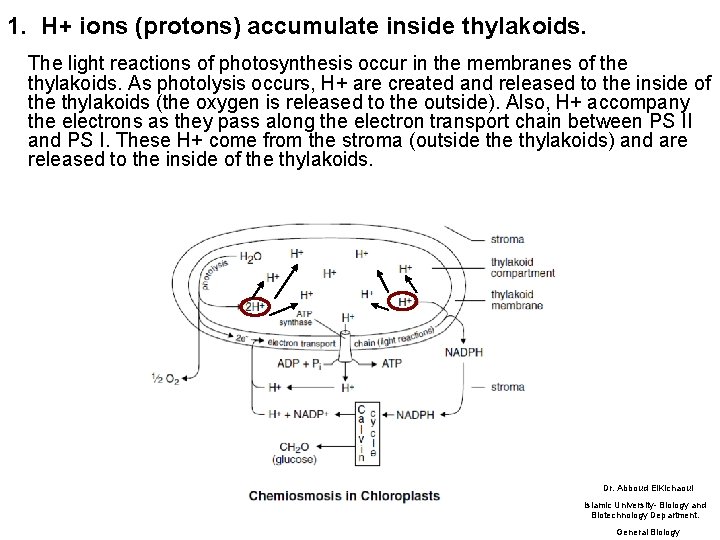 1. H+ ions (protons) accumulate inside thylakoids. The light reactions of photosynthesis occur in