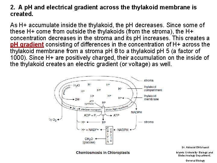 2. A p. H and electrical gradient across the thylakoid membrane is created. As