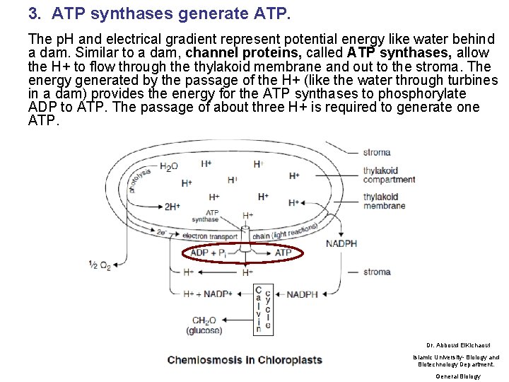 3. ATP synthases generate ATP. The p. H and electrical gradient represent potential energy