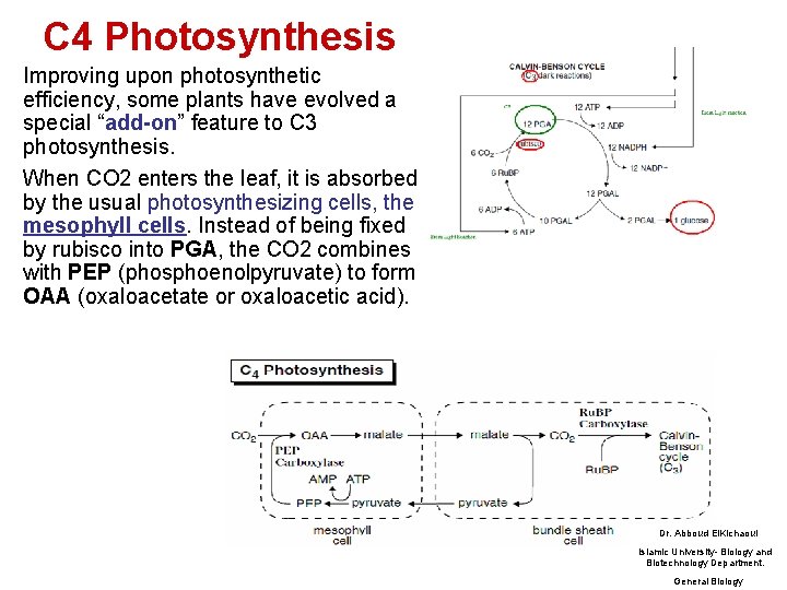 C 4 Photosynthesis Improving upon photosynthetic efficiency, some plants have evolved a special “add-on”