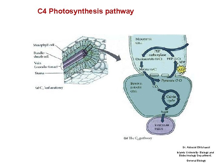 C 4 Photosynthesis pathway Dr. Abboud El. Kichaoui Islamic University- Biology and Biotechnology Department.