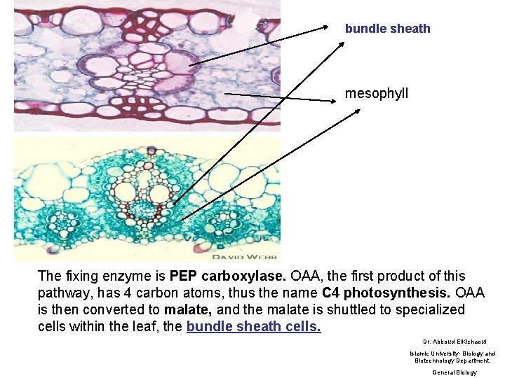 bundle sheath mesophyll The fixing enzyme is PEP carboxylase. OAA, the first product of