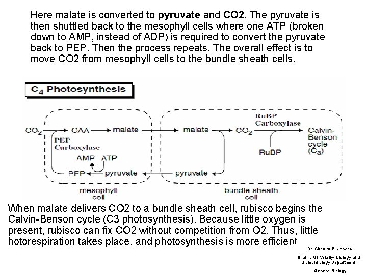 Here malate is converted to pyruvate and CO 2. The pyruvate is then shuttled