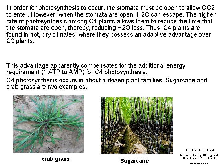 In order for photosynthesis to occur, the stomata must be open to allow CO