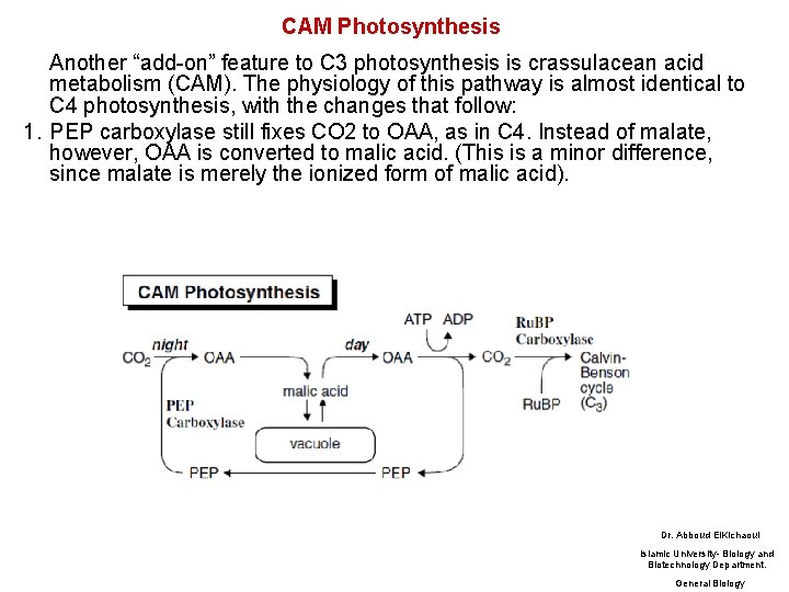 CAM Photosynthesis Another “add-on” feature to C 3 photosynthesis is crassulacean acid metabolism (CAM).