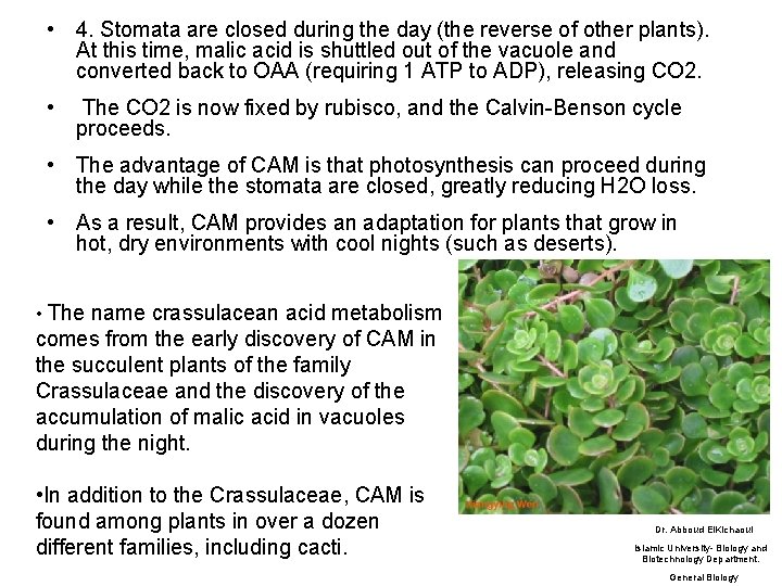  • 4. Stomata are closed during the day (the reverse of other plants).