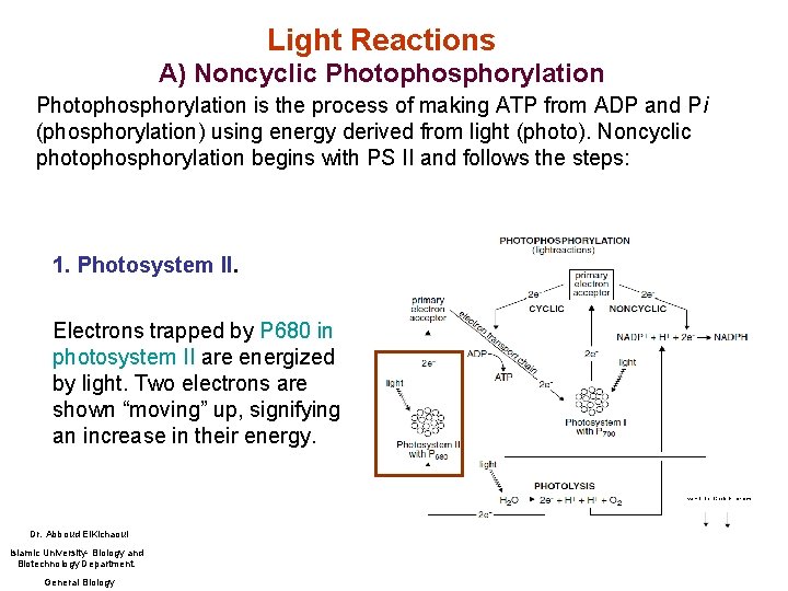 Light Reactions A) Noncyclic Photophosphorylation is the process of making ATP from ADP and