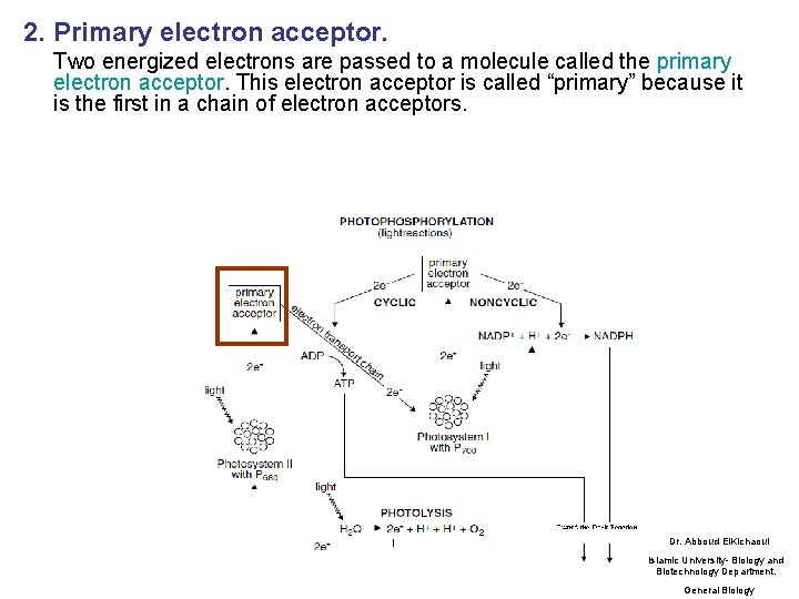 2. Primary electron acceptor. Two energized electrons are passed to a molecule called the