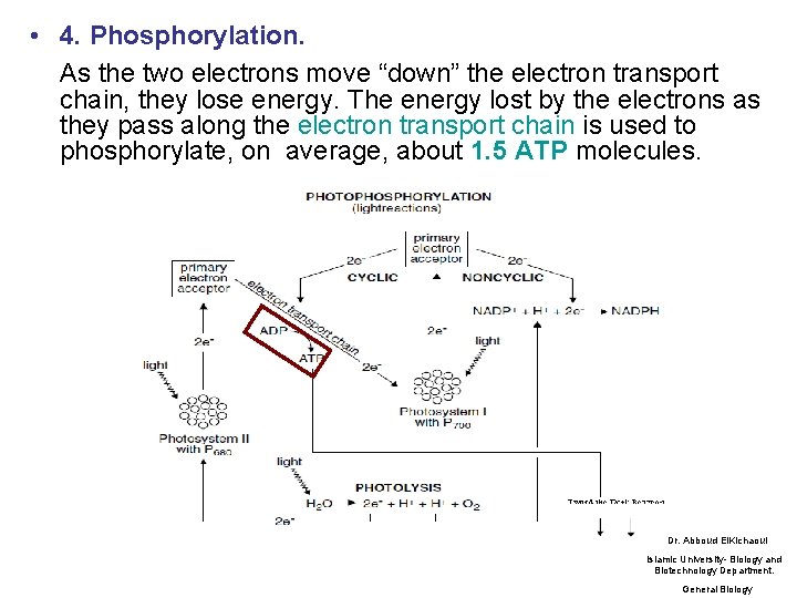  • 4. Phosphorylation. As the two electrons move “down” the electron transport chain,
