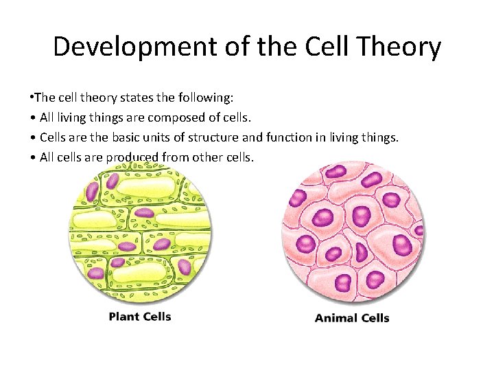 - Discovering Cells Development of the Cell Theory • The cell theory states the