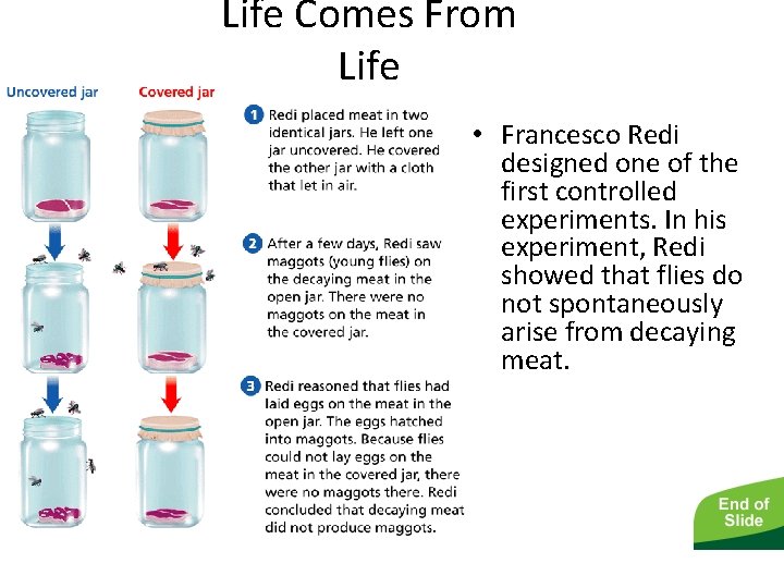 - Life Comes From Life • Francesco Redi designed one of the first controlled