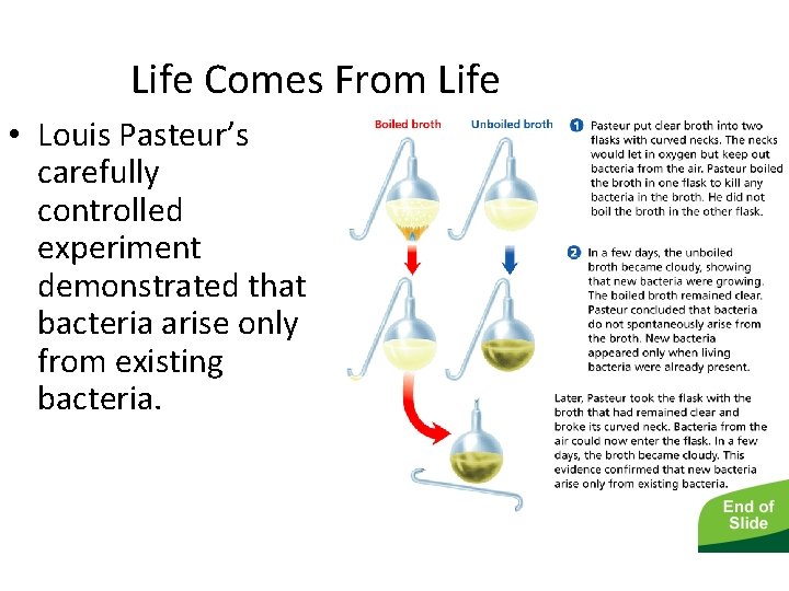 - What Is Life? Life Comes From Life • Louis Pasteur’s carefully controlled experiment